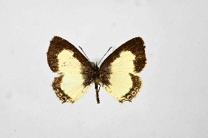  ( - DNAwthTarucus048)  @11 [ ] Copyright (2024) Wolfgang ten Hagen Unspecified
