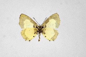  ( - DNAwthTarucus048)  @11 [ ] Copyright (2024) Wolfgang ten Hagen Unspecified