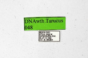  ( - DNAwthTarucus048)  @11 [ ] Copyright (2024) Wolfgang ten Hagen Unspecified