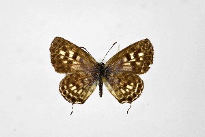  ( - DNAwthTarucus066)  @11 [ ] Copyright (2024) Wolfgang ten Hagen Unspecified