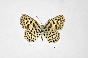  ( - DNAwthTarucus066)  @11 [ ] Copyright (2024) Wolfgang ten Hagen Unspecified