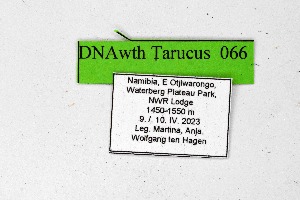  ( - DNAwthTarucus066)  @11 [ ] Copyright (2024) Wolfgang ten Hagen Unspecified