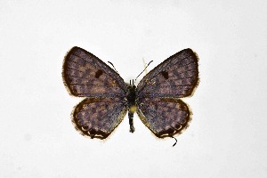  ( - DNAwthTarucus067)  @11 [ ] Copyright (2024) Wolfgang ten Hagen Unspecified