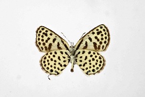  ( - DNAwthTarucus067)  @11 [ ] Copyright (2024) Wolfgang ten Hagen Unspecified