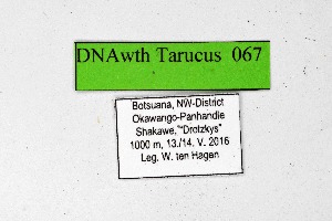  ( - DNAwthTarucus067)  @11 [ ] Copyright (2024) Wolfgang ten Hagen Unspecified
