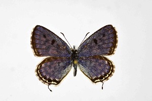  ( - DNAwthTarucus068)  @11 [ ] Copyright (2024) Wolfgang ten Hagen Unspecified