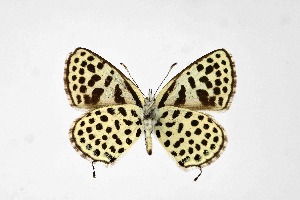  ( - DNAwthTarucus068)  @11 [ ] Copyright (2024) Wolfgang ten Hagen Unspecified