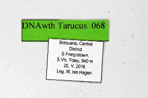  ( - DNAwthTarucus068)  @11 [ ] Copyright (2024) Wolfgang ten Hagen Unspecified