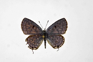  ( - DNAwthTarucus069)  @11 [ ] Copyright (2024) Wolfgang ten Hagen Unspecified