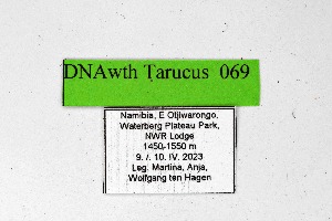  ( - DNAwthTarucus069)  @11 [ ] Copyright (2024) Wolfgang ten Hagen Unspecified