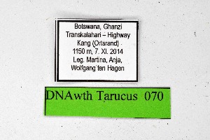  ( - DNAwthTarucus070)  @11 [ ] Copyright (2024) Wolfgang ten Hagen Unspecified