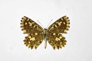  ( - DNAwthTarucus058)  @11 [ ] Copyright (2024) Wolfgang ten Hagen Unspecified