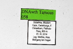  ( - DNAwthTarucus058)  @11 [ ] Copyright (2024) Wolfgang ten Hagen Unspecified