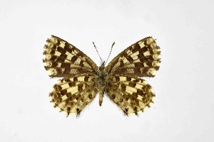  ( - DNAwthTarucus059)  @11 [ ] Copyright (2024) Wolfgang ten Hagen Unspecified