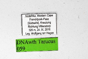  ( - DNAwthTarucus059)  @11 [ ] Copyright (2024) Wolfgang ten Hagen Unspecified