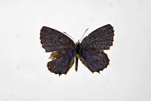  ( - DNAwthTarucus076)  @11 [ ] Copyright (2024) Wolfgang ten Hagen Unspecified