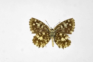  ( - DNAwthTarucus076)  @11 [ ] Copyright (2024) Wolfgang ten Hagen Unspecified