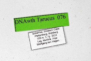  ( - DNAwthTarucus076)  @11 [ ] Copyright (2024) Wolfgang ten Hagen Unspecified