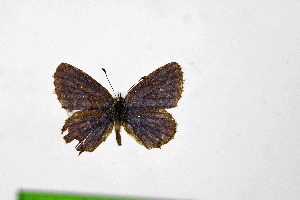  ( - DNAwthTarucus077)  @11 [ ] Copyright (2024) Wolfgang ten Hagen Unspecified