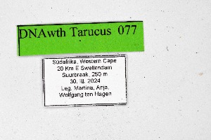  ( - DNAwthTarucus077)  @11 [ ] Copyright (2024) Wolfgang ten Hagen Unspecified