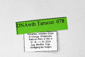  ( - DNAwthTarucus078)  @11 [ ] Copyright (2024) Wolfgang ten Hagen Unspecified