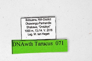  ( - DNAwthTarucus071)  @11 [ ] Copyright (2024) Wolfgang ten Hagen Unspecified