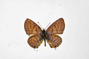  ( - DNAwthTarucus061)  @11 [ ] Copyright (2024) Wolfgang ten Hagen Unspecified