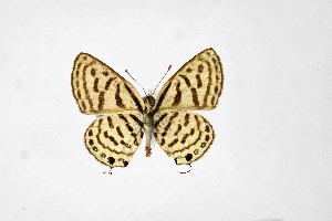  ( - DNAwthTarucus061)  @11 [ ] Copyright (2024) Wolfgang ten Hagen Unspecified