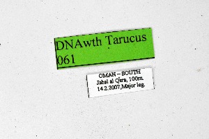  ( - DNAwthTarucus061)  @11 [ ] Copyright (2024) Wolfgang ten Hagen Unspecified