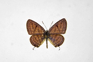  ( - DNAwthTarucus064)  @11 [ ] Copyright (2024) Wolfgang ten Hagen Unspecified