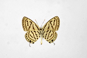 ( - DNAwthTarucus064)  @11 [ ] Copyright (2024) Wolfgang ten Hagen Unspecified