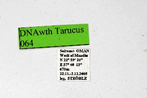  ( - DNAwthTarucus064)  @11 [ ] Copyright (2024) Wolfgang ten Hagen Unspecified