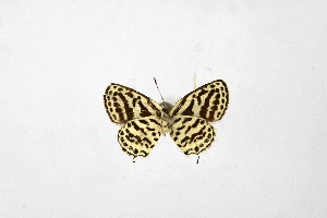  ( - DNAwthTarucus082)  @11 [ ] Copyright (2024) Wolfgang ten Hagen Unspecified