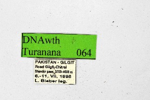  ( - DNAwthTuranana064)  @11 [ ] Copyright (2024) Wolfgang ten Hagen Unspecified