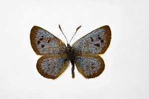  ( - DNAwthTuranana065)  @11 [ ] Copyright (2024) Wolfgang ten Hagen Unspecified