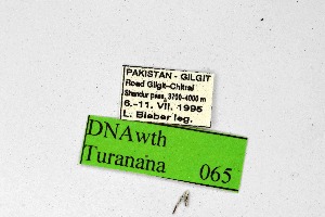 ( - DNAwthTuranana065)  @11 [ ] Copyright (2024) Wolfgang ten Hagen Unspecified