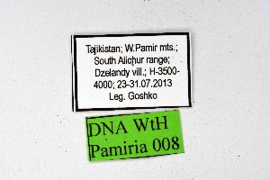  ( - DNAwthPamiria008)  @11 [ ] Copyright (2025) Wolfgang ten Hagen Unspecified