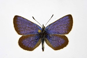  ( - DNAwthPamiria009)  @11 [ ] Copyright (2025) Wolfgang ten Hagen Unspecified