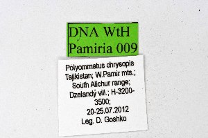  ( - DNAwthPamiria009)  @11 [ ] Copyright (2025) Wolfgang ten Hagen Unspecified