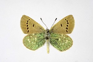  ( - DNAwthPamiria010)  @11 [ ] Copyright (2025) Wolfgang ten Hagen Unspecified