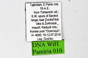  ( - DNAwthPamiria010)  @11 [ ] Copyright (2025) Wolfgang ten Hagen Unspecified