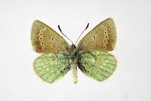  ( - DNAwthPamiria011)  @11 [ ] Copyright (2025) Wolfgang ten Hagen Unspecified