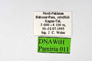  ( - DNAwthPamiria011)  @11 [ ] Copyright (2025) Wolfgang ten Hagen Unspecified