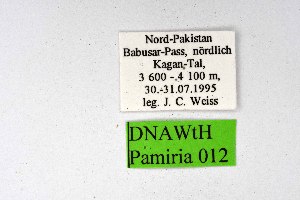  ( - DNAwthPamiria012)  @11 [ ] Copyright (2025) Wolfgang ten Hagen Unspecified