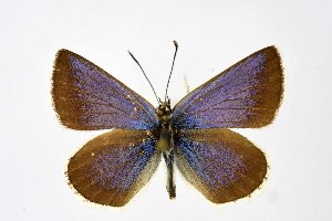  ( - DNAwthPamiria013)  @11 [ ] Copyright (2025) Wolfgang ten Hagen Unspecified