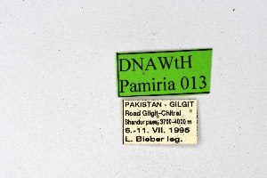  ( - DNAwthPamiria013)  @11 [ ] Copyright (2025) Wolfgang ten Hagen Unspecified