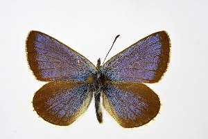  ( - DNAwthPamiria014)  @11 [ ] Copyright (2025) Wolfgang ten Hagen Unspecified