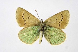 ( - DNAwthPamiria014)  @11 [ ] Copyright (2025) Wolfgang ten Hagen Unspecified