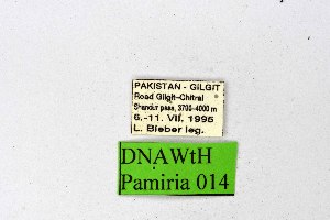  ( - DNAwthPamiria014)  @11 [ ] Copyright (2025) Wolfgang ten Hagen Unspecified