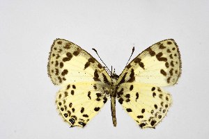  ( - DNAwthTarucus083)  @11 [ ] Copyright (2025) Wolfgang ten Hagen Unspecified
